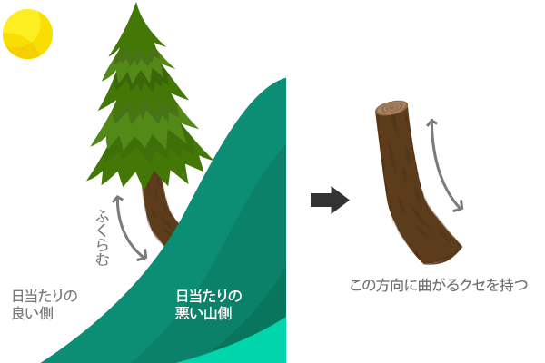 生育環境によって木材にクセが出ることの説明図