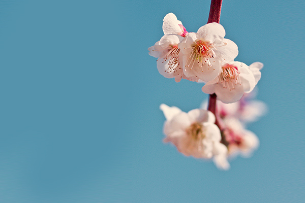 無垢フローリングに「桜」が選ばれる理由とは？